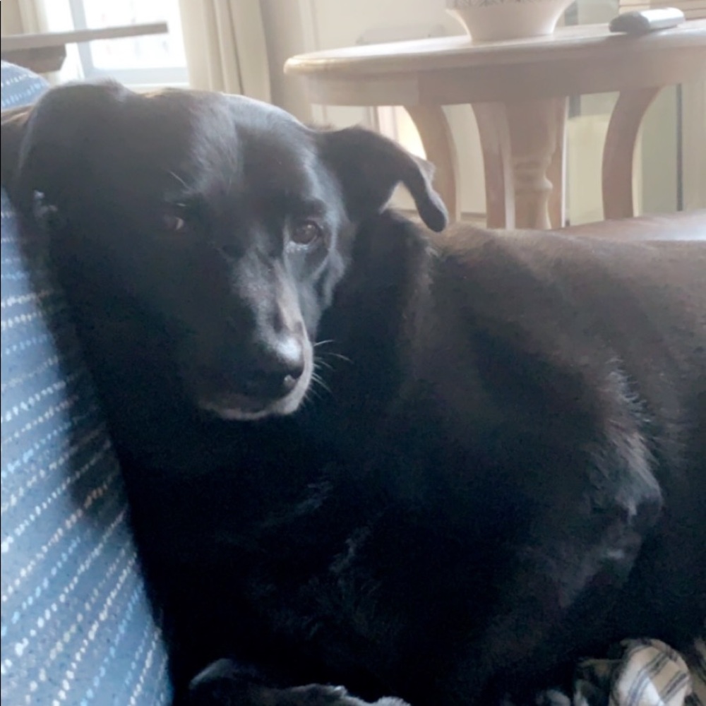 Meet your Posher, Abby